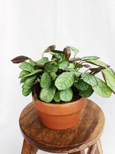 Load image into Gallery viewer, CTENANTHE IN TERRACOTTA POT
