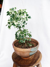Load image into Gallery viewer, GERANIUM ARIFOLIA IN CLAY POT
