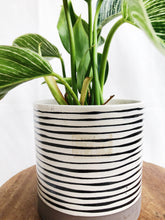 Load image into Gallery viewer, PHILODENDRON BIRKIN IN STRIPES POT
