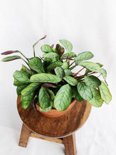 Load image into Gallery viewer, CTENANTHE IN TERRACOTTA POT
