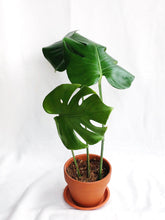 Load image into Gallery viewer, MONSTERA BORSIGIANA IN TERRACOTTA POT
