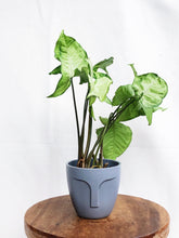 Load image into Gallery viewer, SYNGONIUM IN POT
