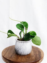 Load image into Gallery viewer, PEPEROMIA OBSTUSIFOLIA IN MARBLE GRAY POT
