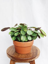 Load image into Gallery viewer, CTENANTHE IN TERRACOTTA POT
