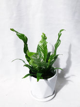 Load image into Gallery viewer, VARIEGATED ASPLENIUM OSAKA FERN
