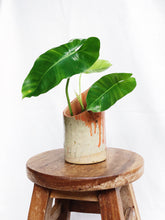 Load image into Gallery viewer, PHILODENDRON BURLE MARXII IN CLAY POT
