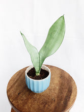 Load image into Gallery viewer, SANSEVIERIA IN CERAMIC POT

