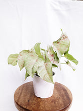 Load image into Gallery viewer, MILK CONFETTI IN PINK MARBLE POT

