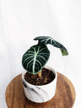 Load image into Gallery viewer, ALOCASIA BLACK VELVET IN MARBLE GRAY POT
