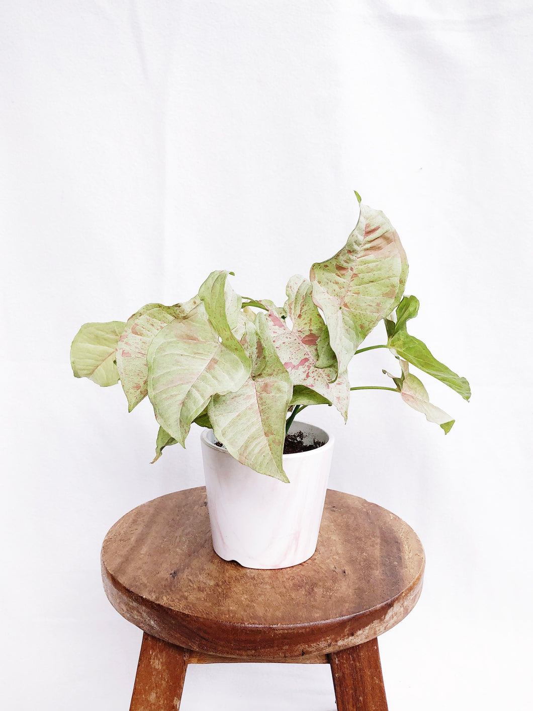 MILK CONFETTI IN PINK MARBLE POT
