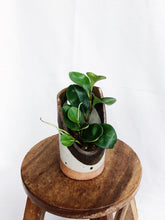 Load image into Gallery viewer, PEPEROMIA OBSTUSIFOLIA IN CLAY POT
