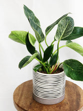 Load image into Gallery viewer, PHILODENDRON BIRKIN IN STRIPES POT
