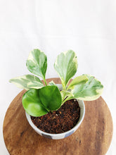 Load image into Gallery viewer, PEPEROMIA OBSTUSIFOLIA IN MINI STRIPES BOWL
