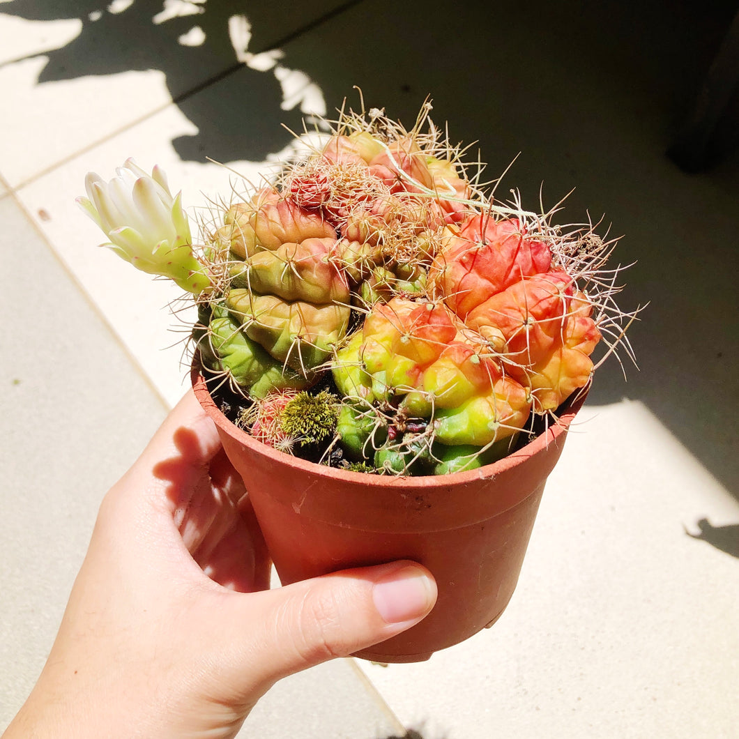 CACTUS