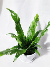 Load image into Gallery viewer, VARIEGATED ASPLENIUM OSAKA FERN
