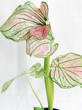 Load image into Gallery viewer, CALADIUM IN BLACK CERAMIC POT
