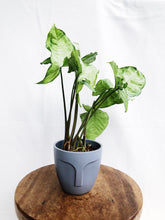 Load image into Gallery viewer, SYNGONIUM IN POT
