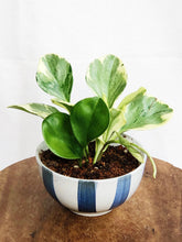 Load image into Gallery viewer, PEPEROMIA OBSTUSIFOLIA IN MINI STRIPES BOWL
