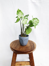 Load image into Gallery viewer, SYNGONIUM IN POT
