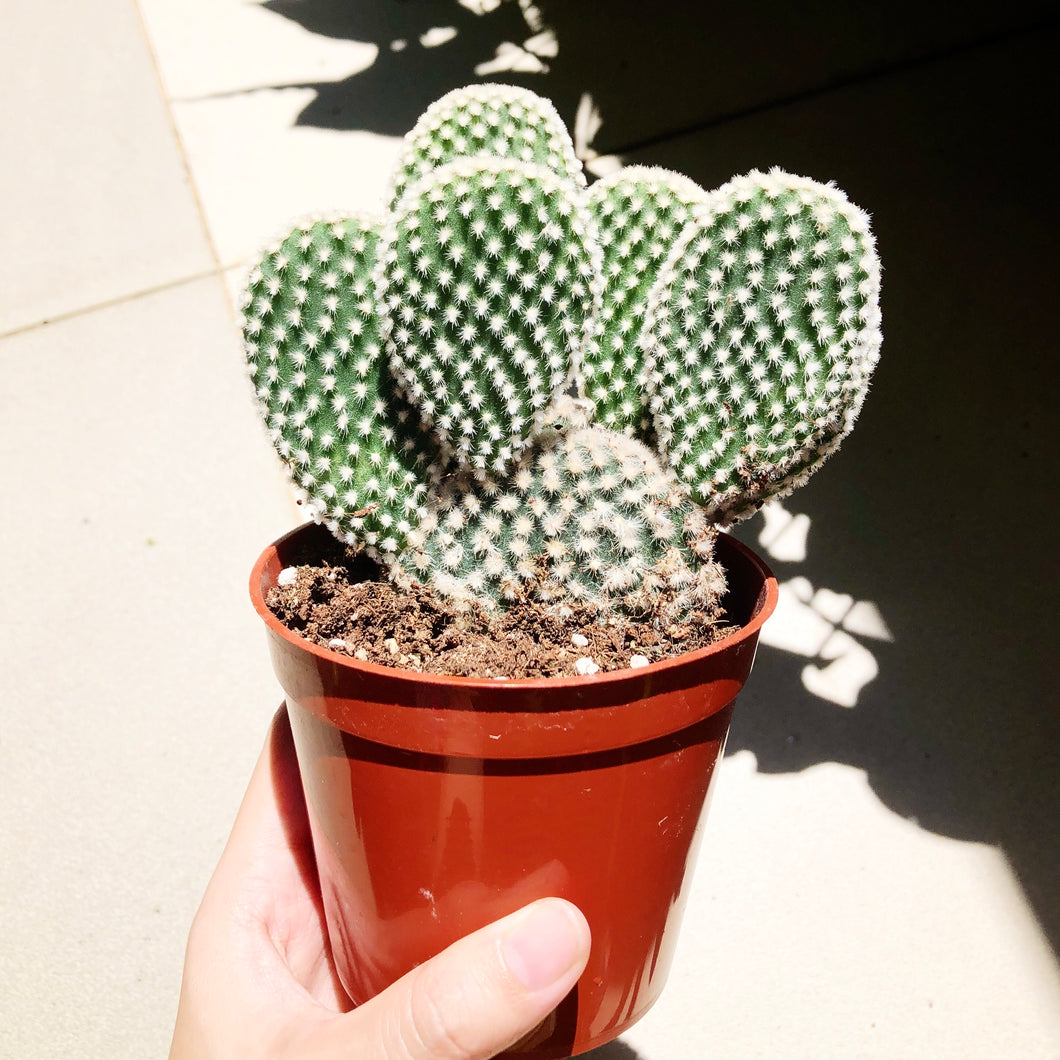 BUNNY EARS CACTUS