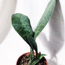 Load image into Gallery viewer, SANSEVIERIA WHALE FIN
