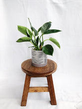 Load image into Gallery viewer, PHILODENDRON BIRKIN IN STRIPES POT

