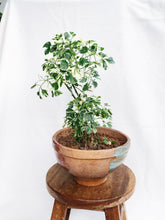 Load image into Gallery viewer, GERANIUM ARIFOLIA IN CLAY POT
