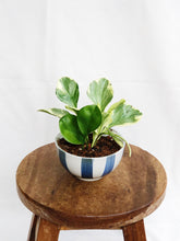 Load image into Gallery viewer, PEPEROMIA OBSTUSIFOLIA IN MINI STRIPES BOWL
