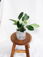 Load image into Gallery viewer, PHILODENDRON BIRKIN IN STRIPES POT
