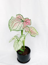 Load image into Gallery viewer, CALADIUM IN BLACK CERAMIC POT
