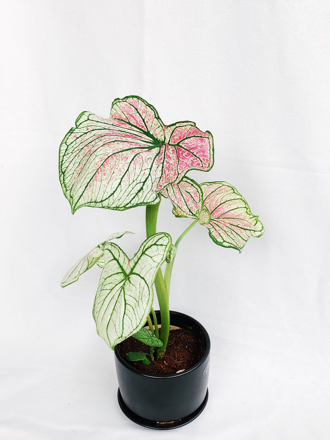 CALADIUM IN BLACK CERAMIC POT