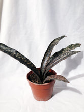 Load image into Gallery viewer, SANSEVIERIA KIRKII COPPERTONE
