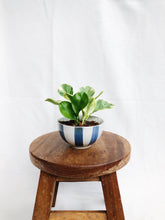 Load image into Gallery viewer, PEPEROMIA OBSTUSIFOLIA IN MINI STRIPES BOWL

