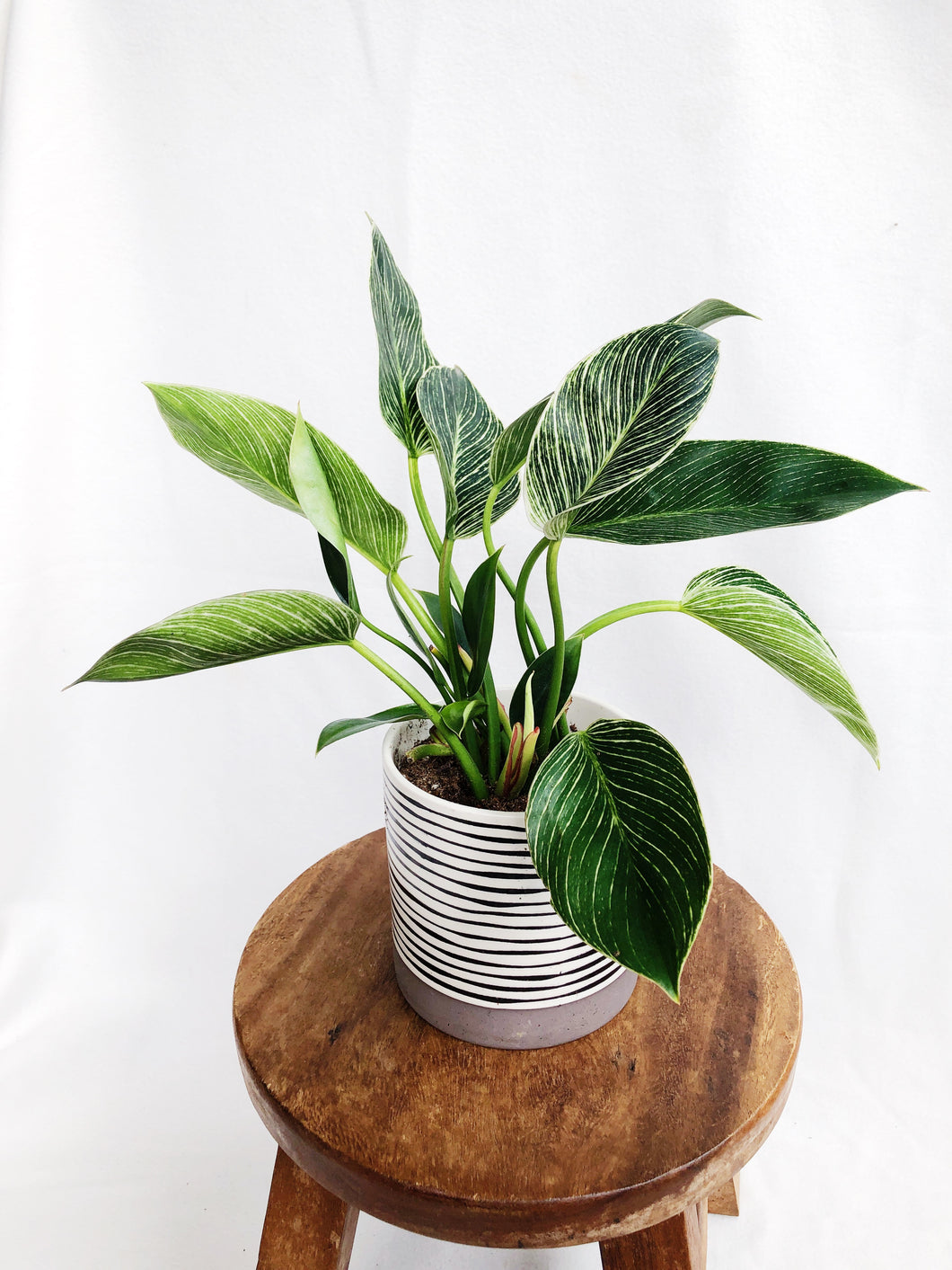 PHILODENDRON BIRKIN IN STRIPES POT