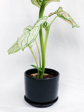 Load image into Gallery viewer, CALADIUM IN BLACK CERAMIC POT

