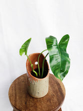 Load image into Gallery viewer, PHILODENDRON BURLE MARXII IN CLAY POT
