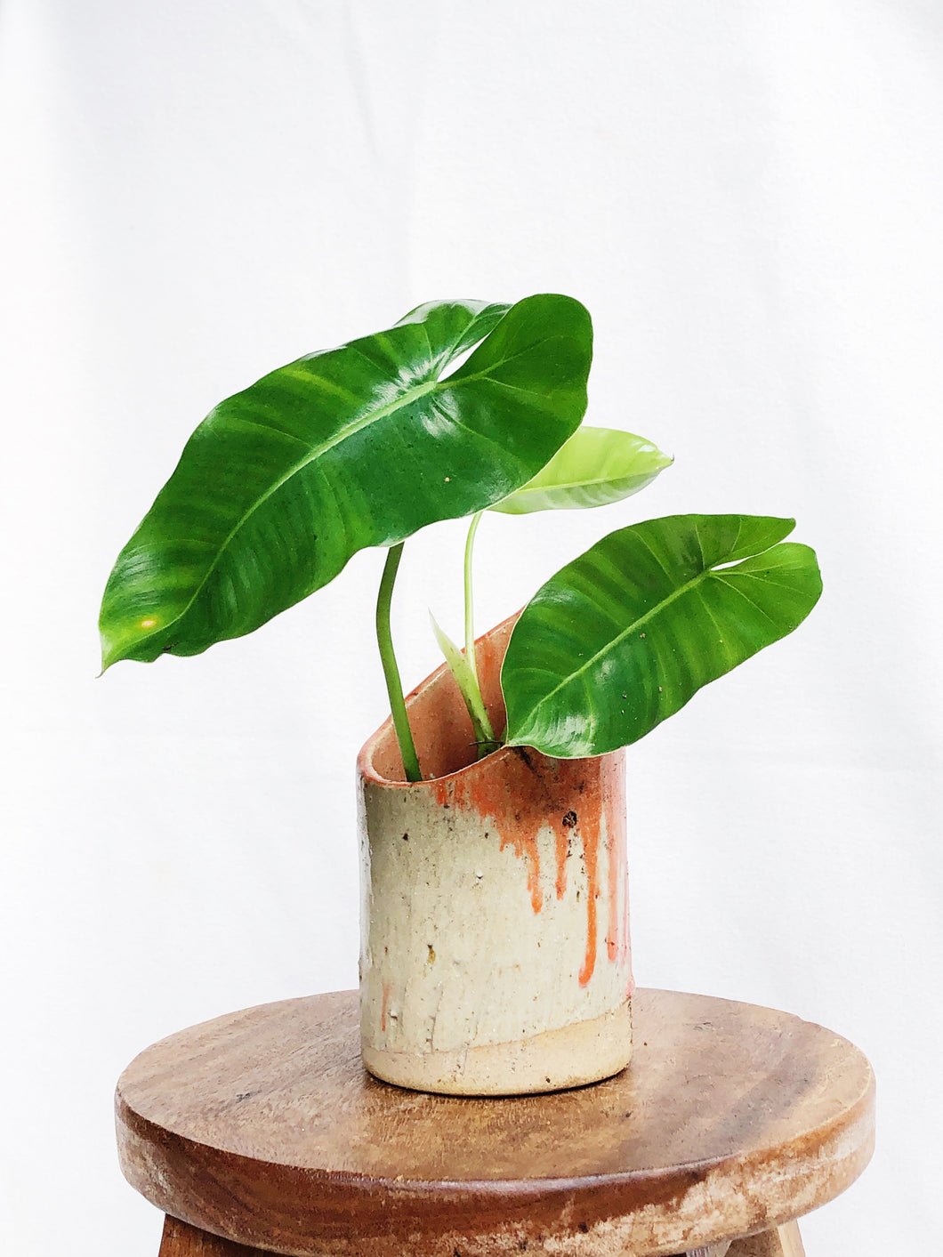 PHILODENDRON BURLE MARXII IN CLAY POT