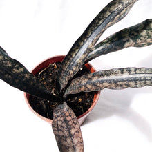 Load image into Gallery viewer, SANSEVIERIA KIRKII COPPERTONE
