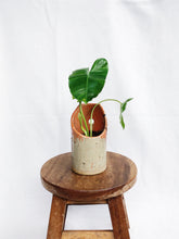 Load image into Gallery viewer, PHILODENDRON BURLE MARXII IN CLAY POT
