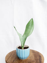 Load image into Gallery viewer, SANSEVIERIA IN CERAMIC POT
