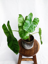 Load image into Gallery viewer, PHILODENDRON BURLE MARXII IN CEMENT POT
