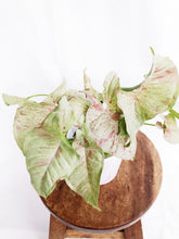 Load image into Gallery viewer, MILK CONFETTI IN PINK MARBLE POT
