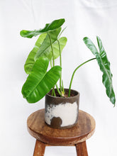 Load image into Gallery viewer, PHILODENDRON BURLE MARXII IN CEMENT POT
