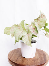 Load image into Gallery viewer, MILK CONFETTI IN PINK MARBLE POT
