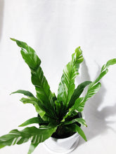 Load image into Gallery viewer, VARIEGATED ASPLENIUM OSAKA FERN
