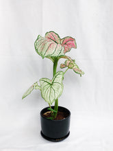 Load image into Gallery viewer, CALADIUM IN BLACK CERAMIC POT

