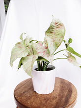 Load image into Gallery viewer, MILK CONFETTI IN PINK MARBLE POT
