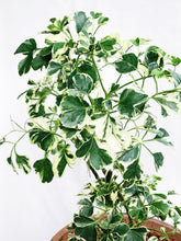 Load image into Gallery viewer, GERANIUM ARIFOLIA IN CLAY POT
