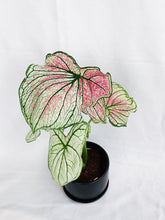 Load image into Gallery viewer, CALADIUM IN BLACK CERAMIC POT

