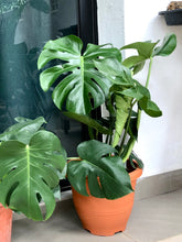 Load image into Gallery viewer, MONSTERA DELICIOSA
